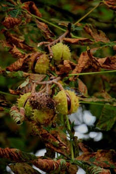 Chestnuts on a tree in an autumn forest