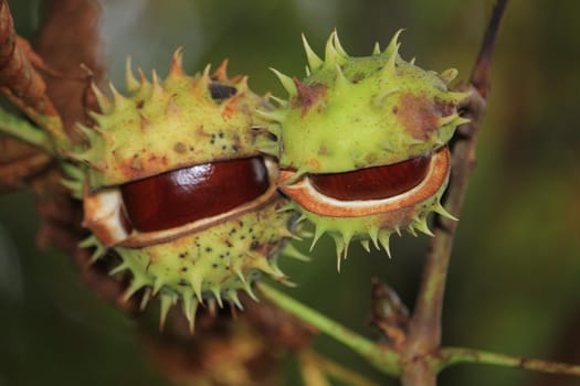 Chestnuts on a tree in an autumn forest