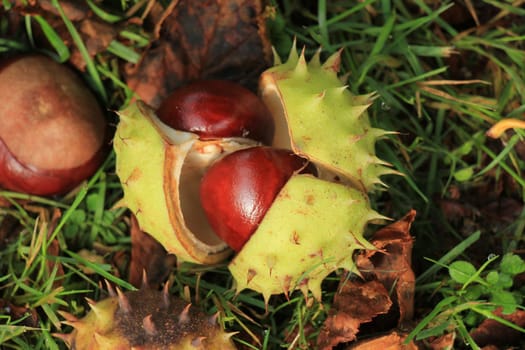 Chestnuts the grass in an autumn forest