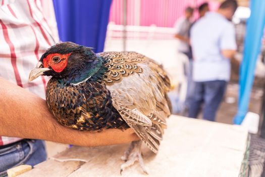 Man holding a bird in his hand at an exotic animal auction in Managua, Nicaragua