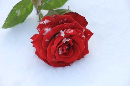 a big red rose covered with snow