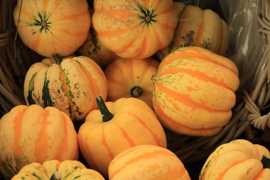 Various sorts of pumpkins for fall decorations