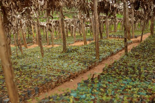 Coffee Arabica plants of seedlings and trees on coffee farm in rural region, South America