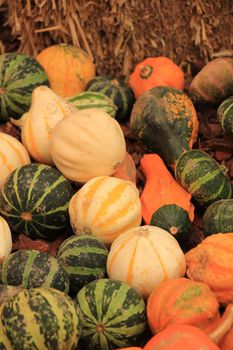 Various sorts of pumpkins for fall decorations