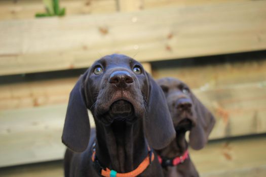 German shorthaired pointer puppies, 8 weeks old, solid liver, sisters