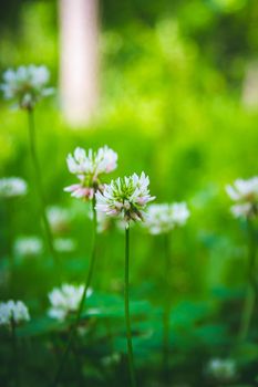 Beautiful flowers in the green grass. Flower close-up in the thicket. Summer meadow with flowering plants.