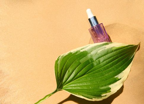 Close-up. Minimalist still life art with a green leaf of a lily of the valley flower and a light purple jar with anti-aging serum with a dropper, lying down on a sandy background, with copy ad space