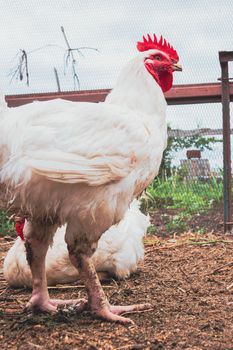 Farm chicken. Breeding chickens. Rooster close-up. Poultry in a cage.