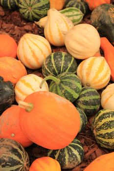 Various sorts of pumpkins for fall decorations