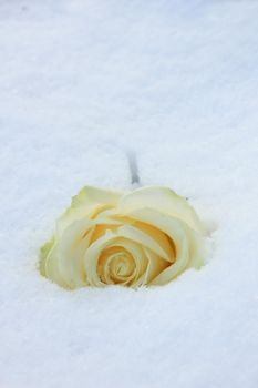 An ivory white rose in the fresh snow