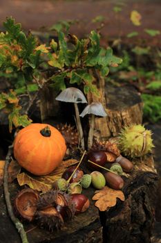 Autumn still life in a fall forest: mushrooms, chestnuts, pumpkins and leaves