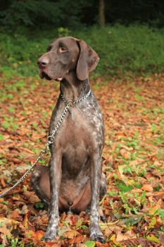 German Shorthaired Pointer, 3 year old male