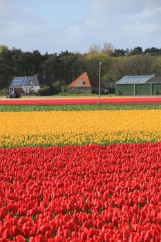 Tulips in a field: Yellow and red tulips growing on an agriculture field