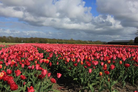 Tulips in a field: Tulips in various colors growing on a field, flower bulb industry