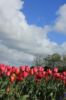 Red and pink tulips in a field, flower bulb industry