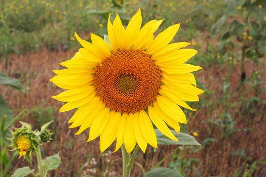 big bright yellow sunflower in a field, closeup
