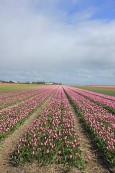 Pink tulips in a field: Tulips growing on an agriculture field