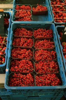 red currants in small boxes on a market stall