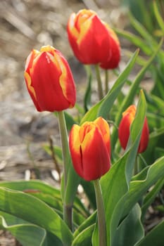 Yellow red tulips in a field: flower bulb industry