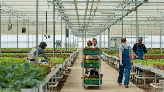 African american worker pushing rack with different types of lettuce while diverse group of greenhouse pickers greet and do hand gesture. Smiling woman preparing delivery to local small business.