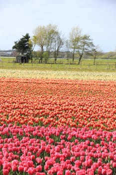 Tulips in a field: Tulips in various colors growing on a field, flower bulb industry