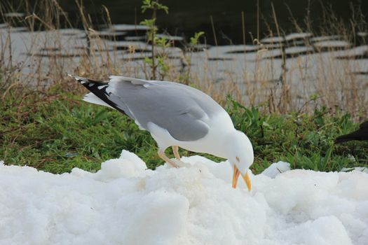 A Seagull on ice near a sea harbor