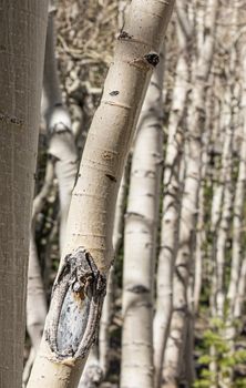 Birch Tree shade in Woodland Forest