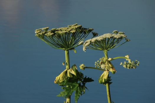 A giant hogweed in a clear blue sky