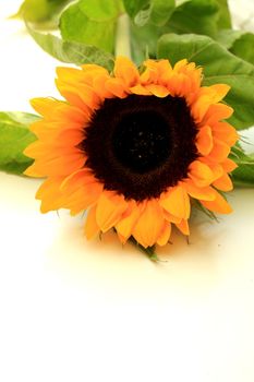 Big yellow sunflower on a white background