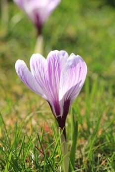 Purple and white crocuses on a field