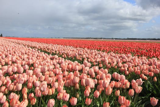 Pink tulips in a field: Tulips growing on an agriculture field