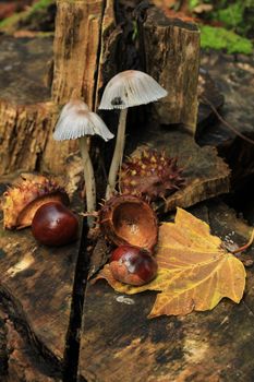 Autumn still life in a fall forest: mushrooms, chestnuts and leaves