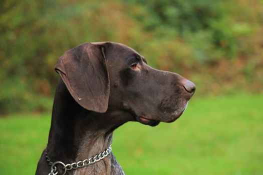 German Shorthaired Pointer, 3 year old male