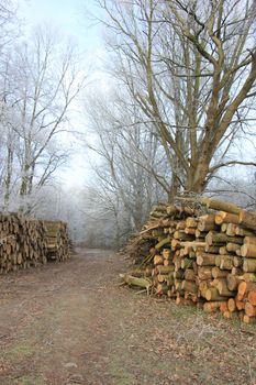 Big piles of chopped fuel wood in a winter forest