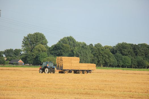 Tractor in a field, harvesting grain in the late afternoon sun