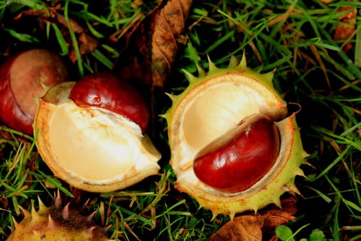 Chestnuts the grass in an autumn forest