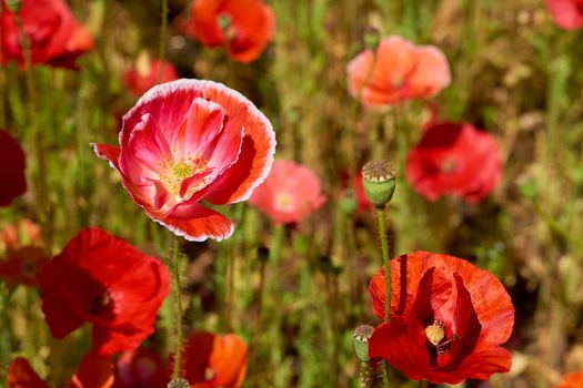 a herbaceous plant with showy flowers, milky sap, and rounded seed capsules. Many poppies contain alkaloids and are a source of drugs such as morphine and codeine.Red scarlet poppies close-up