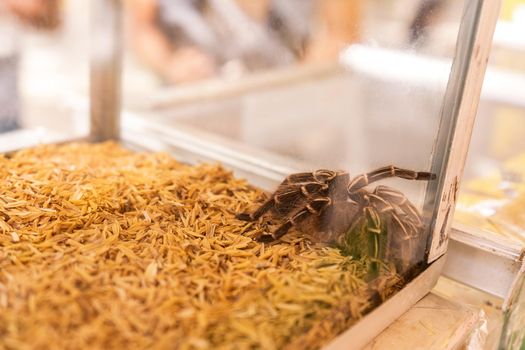 Pet tarantula inside a glass tank at an exotic pet store in latin america