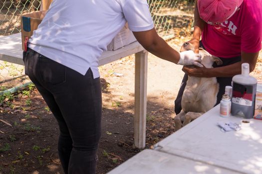 Latina veterinarian giving an oral vaccine to a stray dog in Managua, Nicaragua