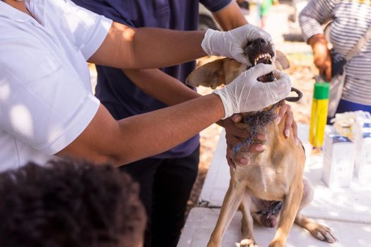 Closeup on the hands of a Latina veterinarian giving a vaccine to a stray dog in Managua, Nicaragua