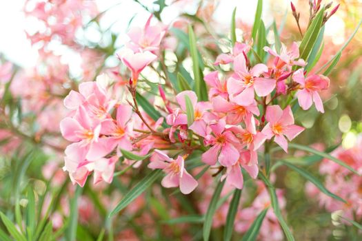 Beautiful pink oleander flowers on blur green leaves background.