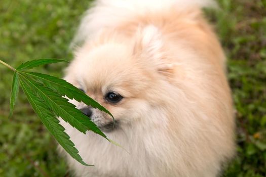 Little dog sniffing cannabis leaf.