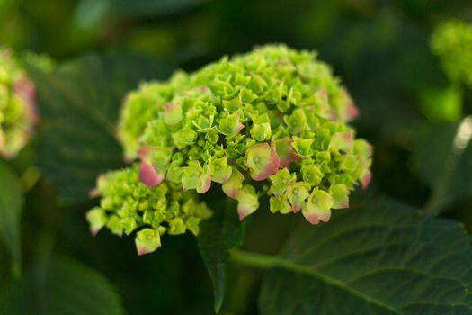 Close up green hortensia fresh flowers on blur background