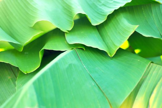 Banana palm leaves green background.