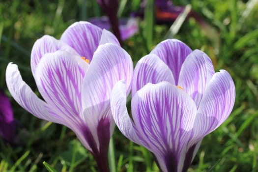 Purple and white crocuses on a field