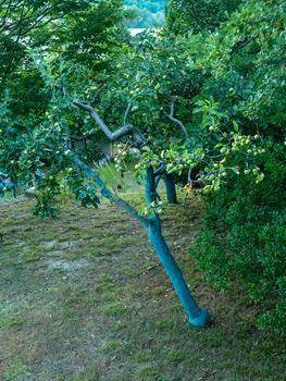 fruit tree garden in piacenza, italy