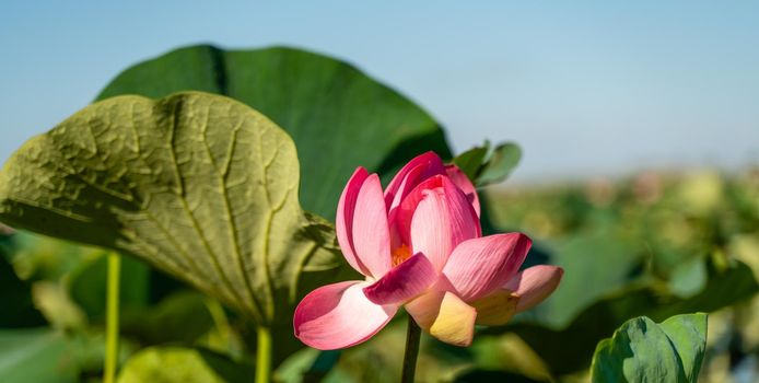 A pink lotus flower sways in the wind. Against the background of their green leaves. Lotus field on the lake in natural environment