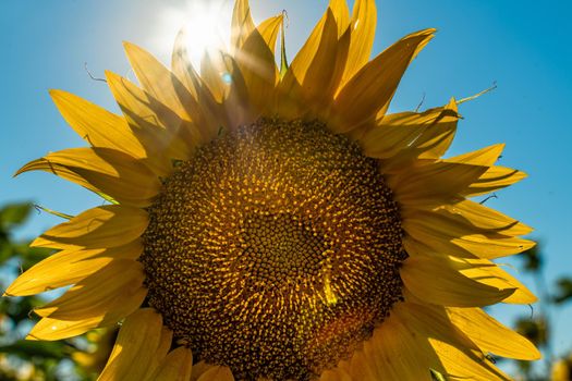 Half of a sunflower flower against a blue sky. The sun shines through the yellow petals. Agricultural cultivation of sunflower for cooking oil