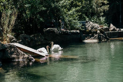 swan on blue lake water in sunny day, swans on pond, nature series