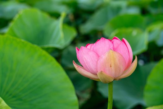 A pink lotus flower sways in the wind. Against the background of their green leaves. Lotus field on the lake in natural environment